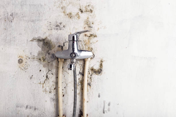 Best Residential Mold Remediation in Blountstown, FL