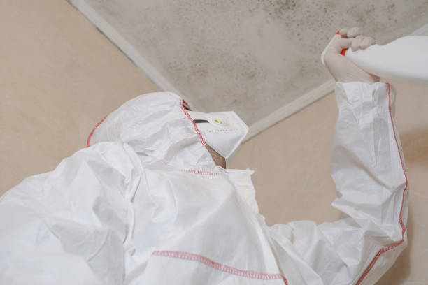 Best Attic Mold Remediation in Blountstown, FL